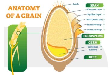 Thành phần dinh dưỡng của gạo lứt có gì đặc biệt?
