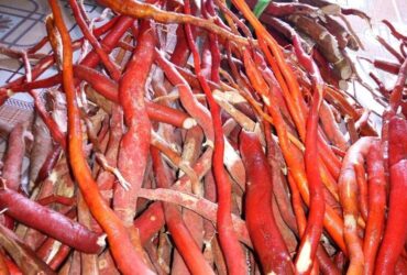 Cảnh báo: Đi tìm sự thật về sâm cau đỏ