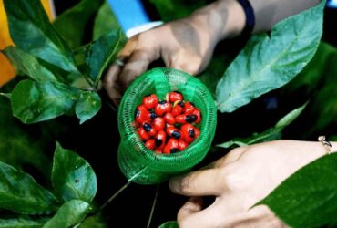 Địa chỉ mua cây giống sâm Ngọc Linh chất lượng