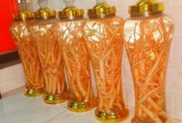 Sâm dây ngọc linh ngâm rượu  – Công dụng và cách ngâm