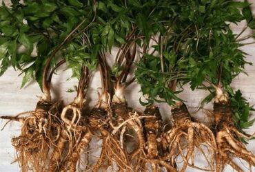 Sâm Đương quy – Vị thuốc quý dành cho phụ nữ!
