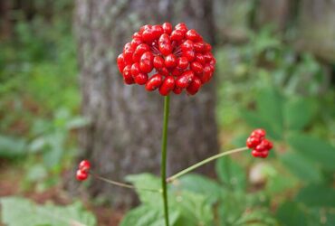 Sâm Ngọc Linh trồng ở đâu? Bật mí nguồn gốc sâm Ngọc Linh