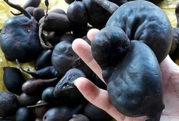 Sâm Ô Linh: Vàng Đen Của Sức Khỏe