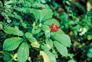 Tràn lan quảng cáo sâm Ngọc Linh nhưng vẫn thiếu doanh nghiệp đủ tầm